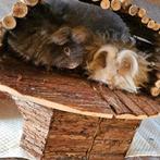 2 lunkarya broertjes, Dieren en Toebehoren, Cavia, Mannelijk, Tam, September