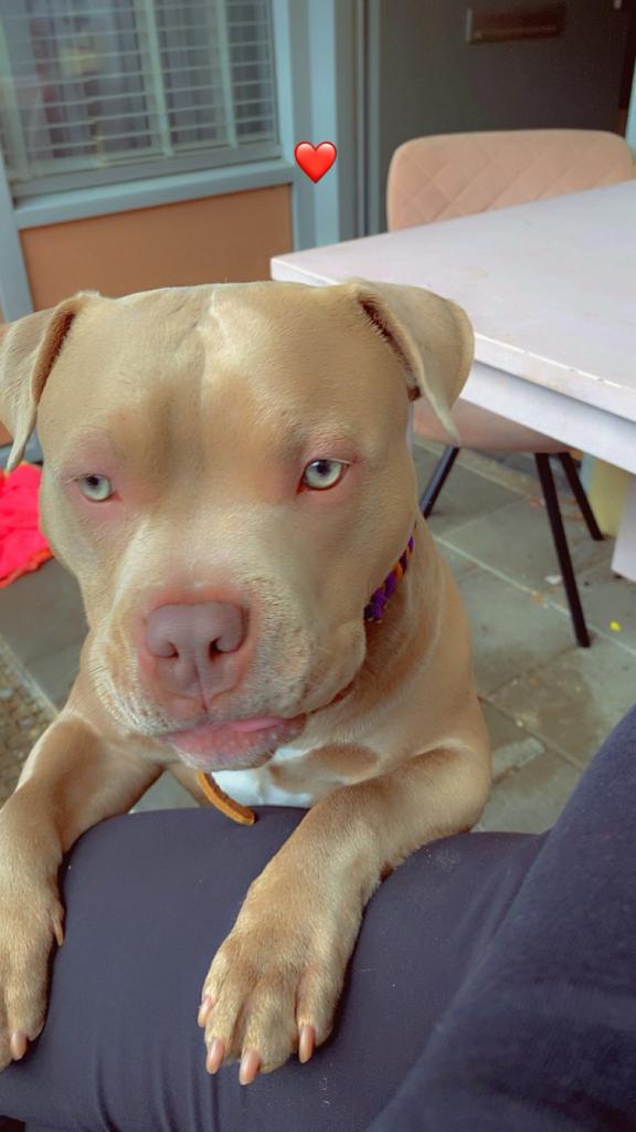 Dekreu american pocket  bully lilac blauwe ogen, Dieren en Toebehoren, 15 weken tot 1 jaar, Reu, Parvo, Eén hond