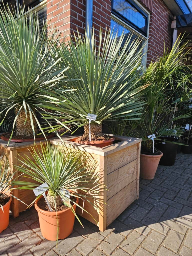 4 maten Yucca Rostrata vanaf 39 euro, Tuin en Terras, Planten | Bomen, Volle zon, Verzenden, 100 tot 250 cm, Olijfboom