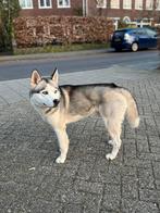 Siberische Husky dekreu, 2 jaar oud, 1 tot 2 jaar, Parvo, Eén hond, Nederland