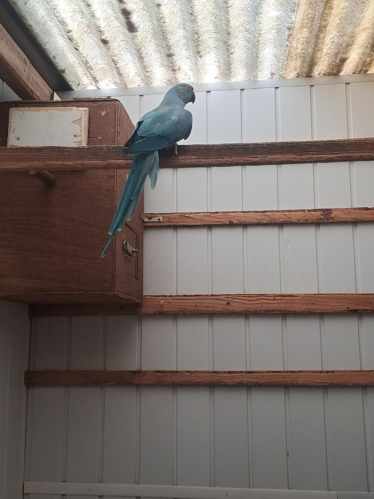 Halsbanden, Dieren en Toebehoren, Vogels | Parkieten en Papegaaien, Mannelijk, Parkiet