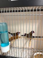 Granat astrildes, Meerdere dieren, Geringd