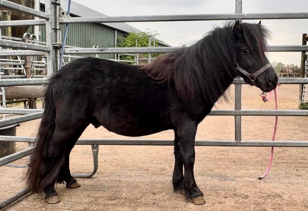 4 shetlander hengstjes en welshje, Dieren en Toebehoren, Hengst, A pony (tot 1.17m), Met stamboom, 3 tot 6 jaar