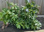 Rhododendron roze, Ophalen, Rhododendron, Minder dan 100 cm