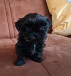 Prachtige, goed gesocialiseerde Shih tzu puppy's, Dieren en Toebehoren, Honden | Niet-rashonden, 8 tot 15 weken, Meerdere, Meerdere dieren