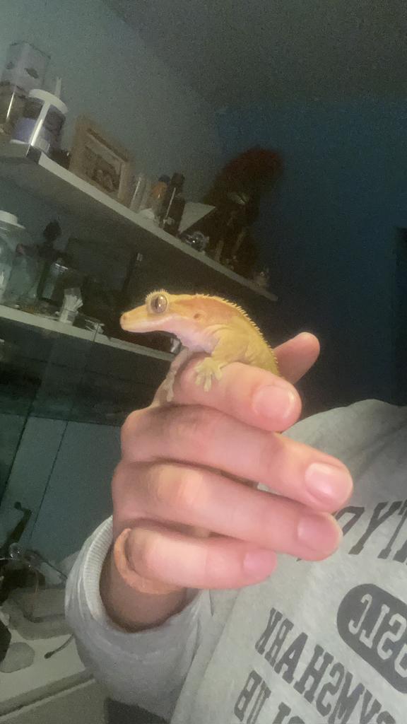 Wimper gekko te koop verschillende baby’s Crested Gecko - male for sale from crestie