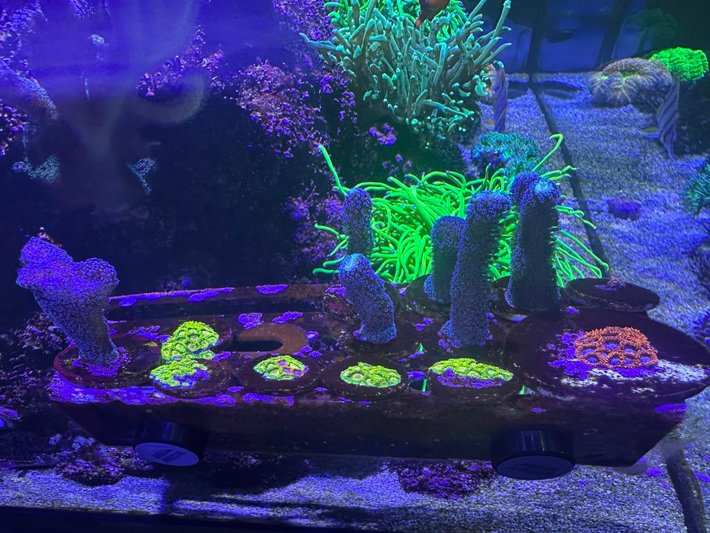 Stylophora paars, Dieren en Toebehoren, Ophalen, Nieuw, Plant(en), Steen of Hout