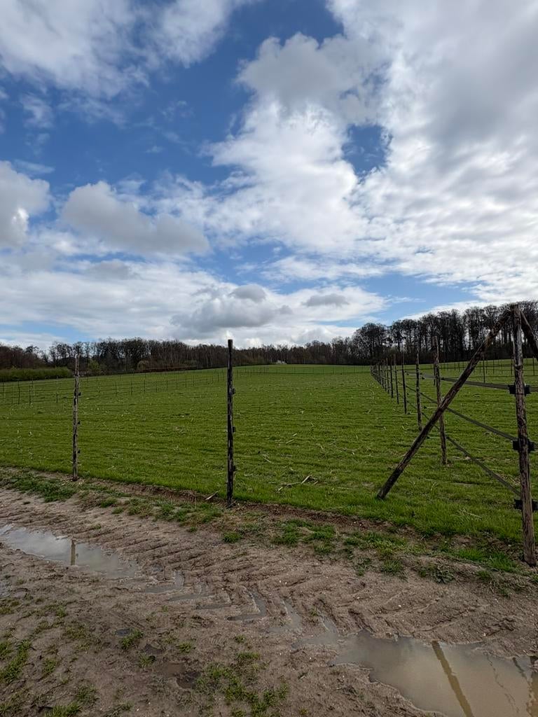Weide in Landgraaf te huur, Ophalen of Verzenden, Nieuw, Overige materialen, Overige typen