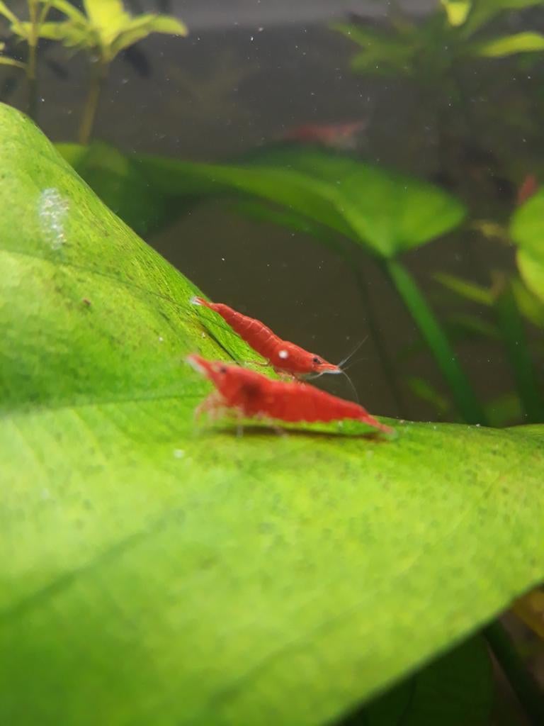 Vuurgarnalen (Red Sakura) 1-3cm, Kreeft, Krab of Garnaal