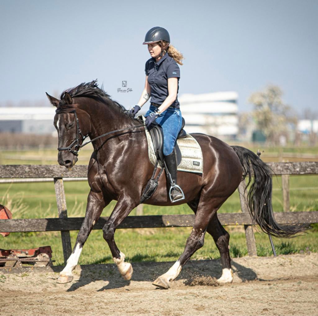 Super lieve bomproof ruin te koop!, Dieren en Toebehoren, Paarden, Ruin, Recreatiepaard