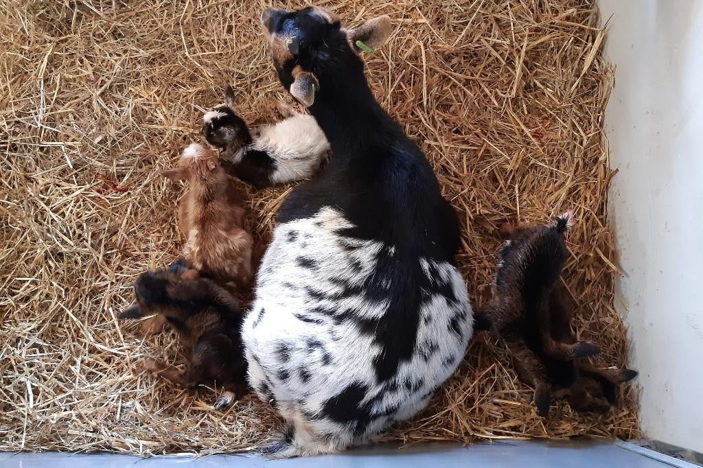 Jonge Geitjes, Dieren en Toebehoren, Schapen, Geiten en Varkens, Vrouwelijk, Geit, 0 tot 2 jaar