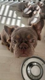 Franse buldog, België, Fokker | Hobbymatig, 8 tot 15 weken, Parvo