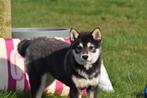 Shiba inu pups alle kleuren, 15 weken tot 1 jaar, Overige rassen, Buitenland, Parvo