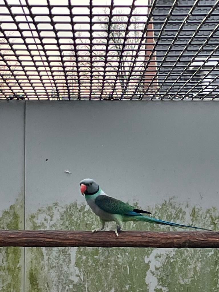 Koppel malabar parkieten, Dieren en Toebehoren, Vogels | Parkieten en Papegaaien, Meerdere dieren, Parkiet