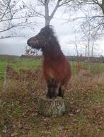 Lieve shetlander merrie, Merrie, A pony (tot 1.17m), 3 tot 6 jaar, Gechipt