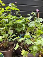 PARTIJ DIVERSE VASTE PLANTEN EN AL VLUG EEN BLOEIENDE TUIN, Ophalen, Zomer, Overige soorten, Halfschaduw