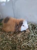 Ch teddy cavia's, Cavia, April, Mannelijk, Tam
