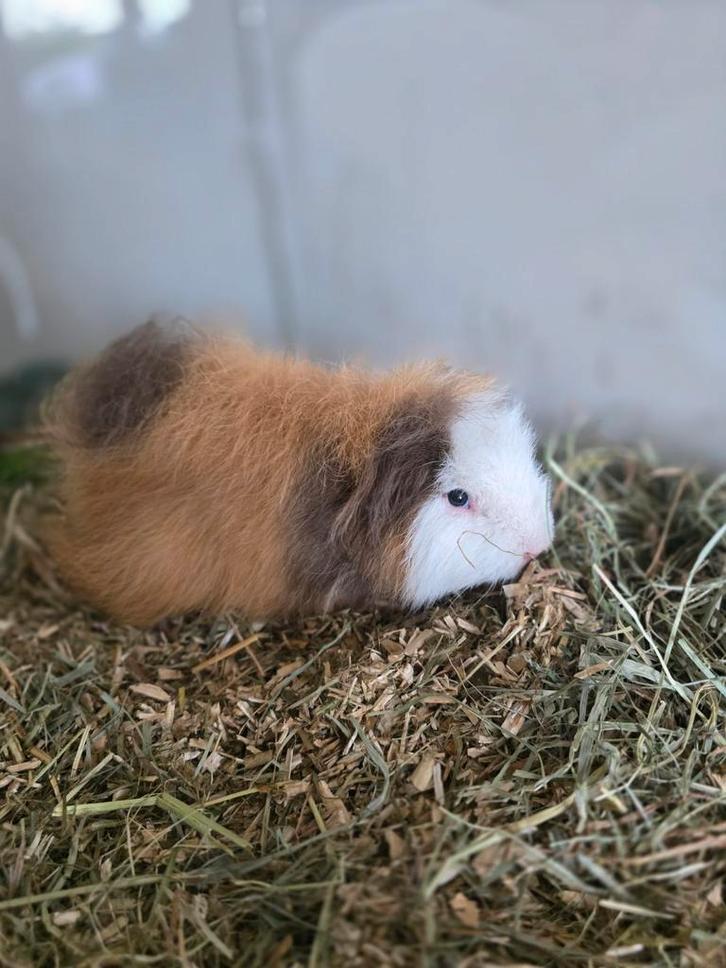 Ch teddy cavia's, Dieren en Toebehoren, Knaagdieren, Mannelijk, Cavia, April, Tam