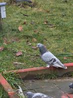 Turkse takla's, duiven, Meerdere dieren, Kip