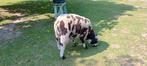 Bonte ram, Dieren en Toebehoren, Mannelijk, Schaap, 0 tot 2 jaar