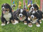 berner sennen pups, Dieren en Toebehoren, CDV (hondenziekte), Particulier, Meerdere, 8 tot 15 weken