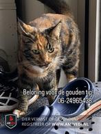 €500 beloning: Vermist! Polly uit Andijk, Kat