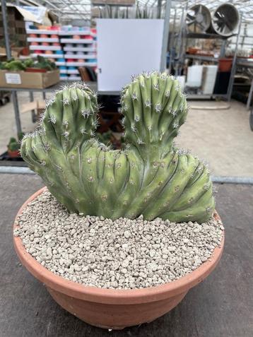 Cactus Lophocereus Schotti Monstruosa Cristato 23 cm schaal