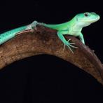 Gastropholis Prasina, Hagedis, Tam, 0 tot 2 jaar