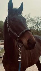 Paard, Dieren en Toebehoren, Paarden, Ruin, Recreatiepaard