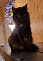 Maine coon poes, Poes, Gechipt, 0 tot 2 jaar