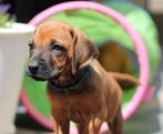 Zeer sociale Rhodesian Ridgeback pups. Met mooie stamboom!, Dieren en Toebehoren, Honden | Setters en Staande honden, Overige rassen