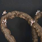 Kunst liaan voor terrarium, Ophalen of Verzenden, Nieuw, Tak, Plant, Rots of Steen