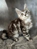 Nog twee mooie, lieve Maine Coon kittens met stamboom, Dieren en Toebehoren, Katten en Kittens | Raskatten | Langhaar, Meerdere dieren