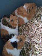 Prachtige forse Cuy Reuzencavia uit Belgische lijnen - beren, Dieren en Toebehoren, Knaagdieren, Mannelijk, Cavia, Tam