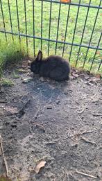 1 konijn, Dieren en Toebehoren, Konijnen, Meerdere dieren