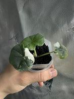 Alocasia melo albo, Huis en Inrichting, Kamerplanten, Ophalen of Verzenden, Halfschaduw, Minder dan 100 cm