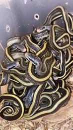 0.0.18 Orthriophis taeniurus ridleyi te koop, Dieren en Toebehoren, Reptielen en Amfibieën, Slang