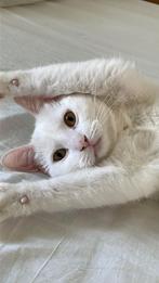 Witte poes, Dieren en Toebehoren, Katten en Kittens | Raskatten | Korthaar, Poes