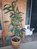 Grote plant met mand, Ophalen of Verzenden, Halfschaduw, Minder dan 100 cm