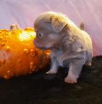 Chihuahua pups chocolade bruin en lilac bijzondere kleuren, Dieren en Toebehoren, Honden | Chihuahua's en Gezelschapshonden, Parvo