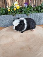 Leuke cavia's aangeboden, Cavia, Januari, Meerdere dieren, Tam