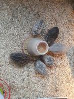 Japanse kwartels, Meerdere dieren, Overige soorten