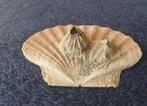 grote platte jacobs schelpen+zeepok(ken)15x13 cm Noorwegen, Verzenden, Schelp(en)