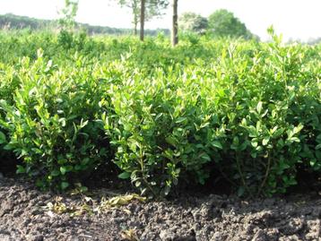 Buxus struikjes, punten en bollen beschikbaar voor biedingen