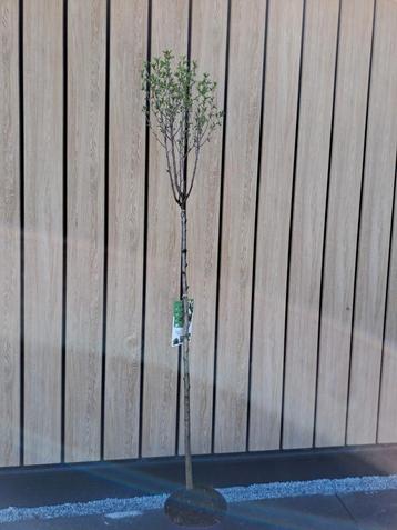 Mooie prunus boom beschikbaar voor biedingen