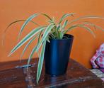 Graslelie in pot, Ophalen, Overige soorten, Halfschaduw, In pot