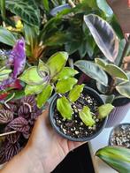 Callisia Dragon Tail, Ophalen of Verzenden, Overige soorten, Minder dan 100 cm
