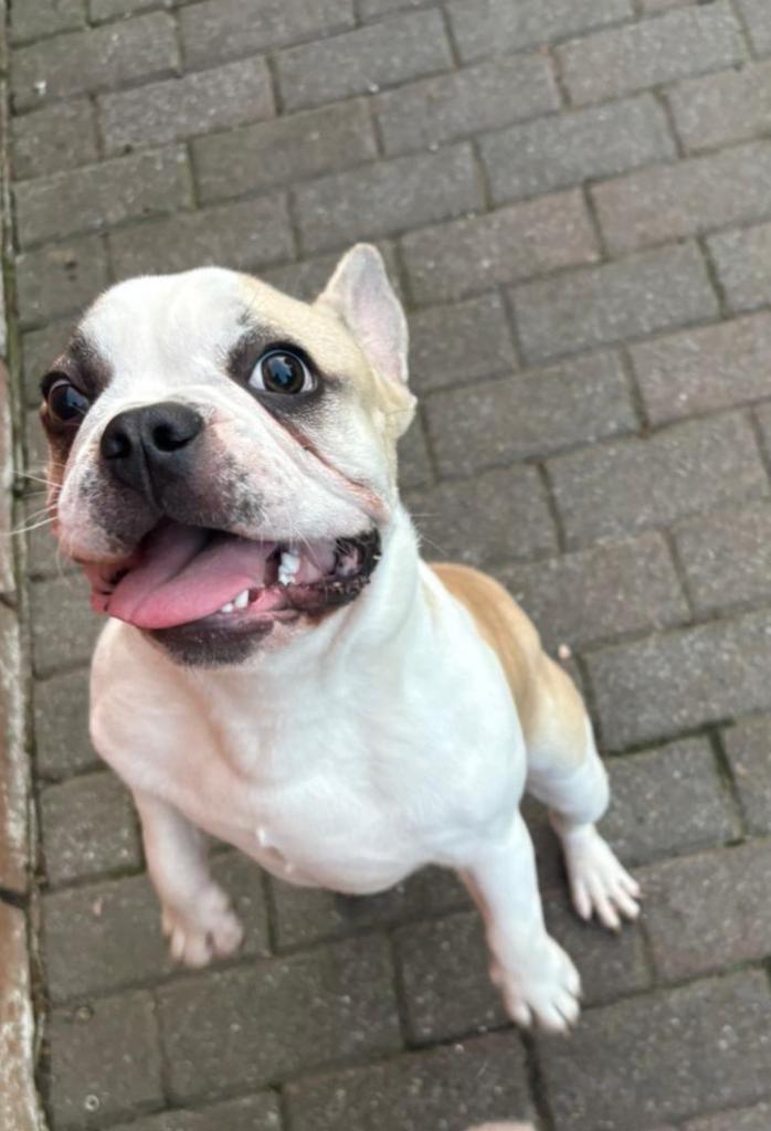 Franse bulldog zoekt liefdevolle thuis, Dieren en Toebehoren, Honden | Bulldogs, Pinschers en Molossers, Reu, Bulldog, Particulier