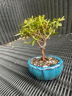 Mini azalea bonsai, Minder dan 100 cm, Overige soorten, Ophalen of Verzenden