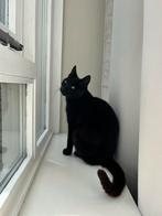 Poes 3 jaar oud., Dieren en Toebehoren, Katten en Kittens | Overige Katten, Poes, Kortharig